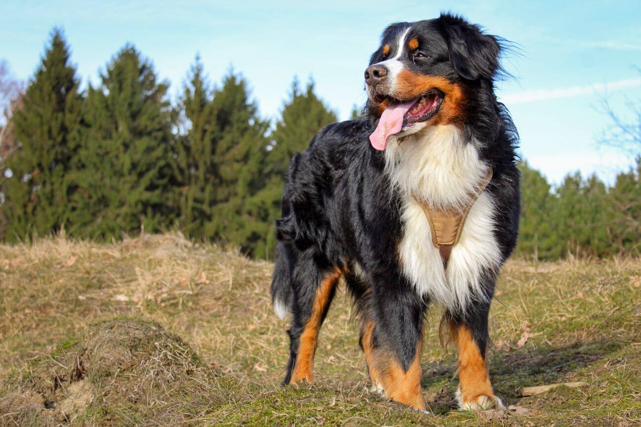 Mountain Dog Breeds – 13 Herding and Guarding Dogs - PetsTime