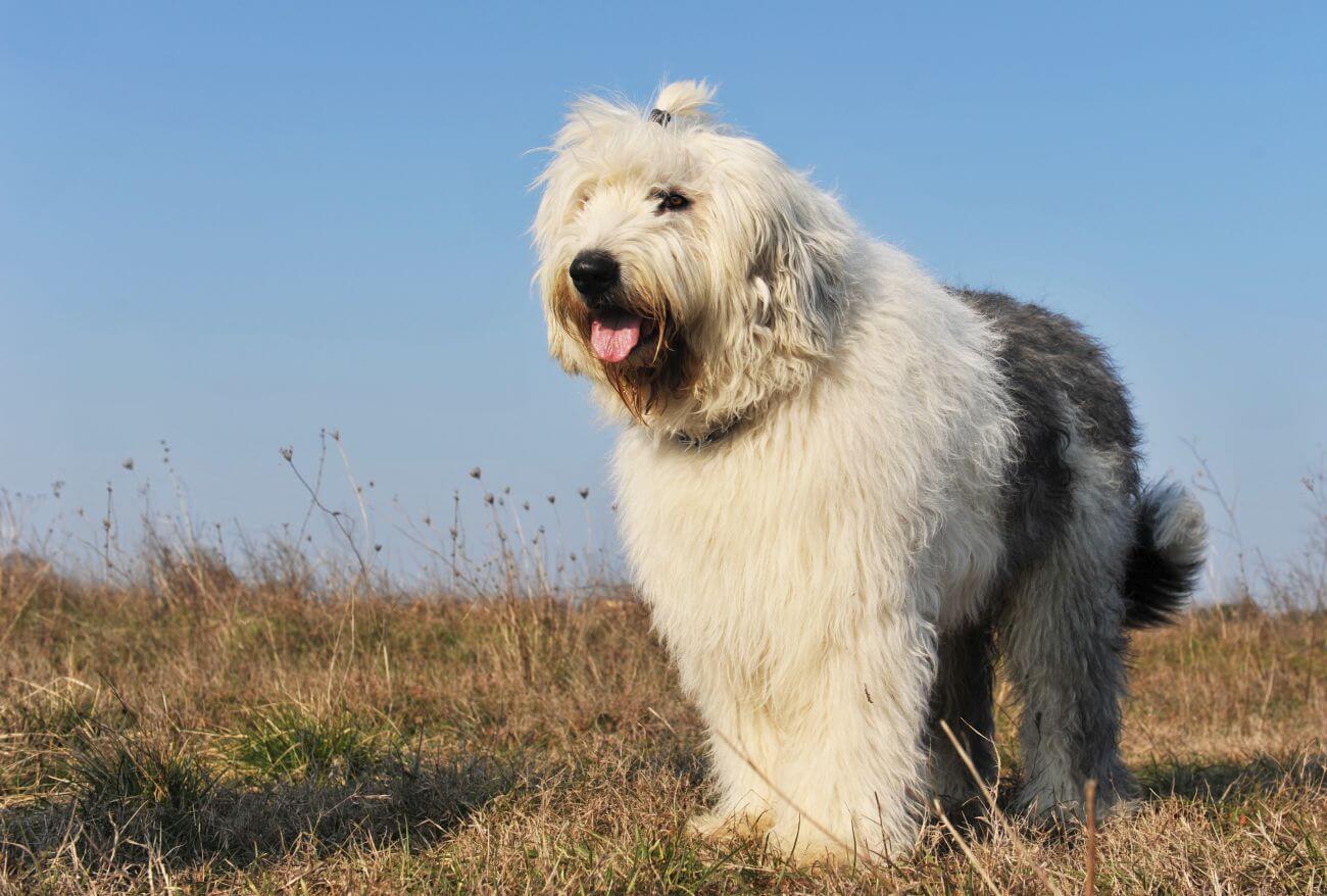 Old English Sheepdog Dog Breed Information - PetsTime