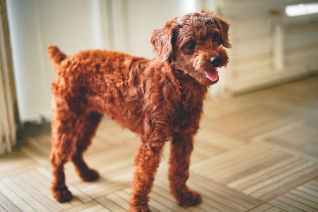 Poodle Breeds: Types of Poodle Mixes (Doodles) - PetsTime