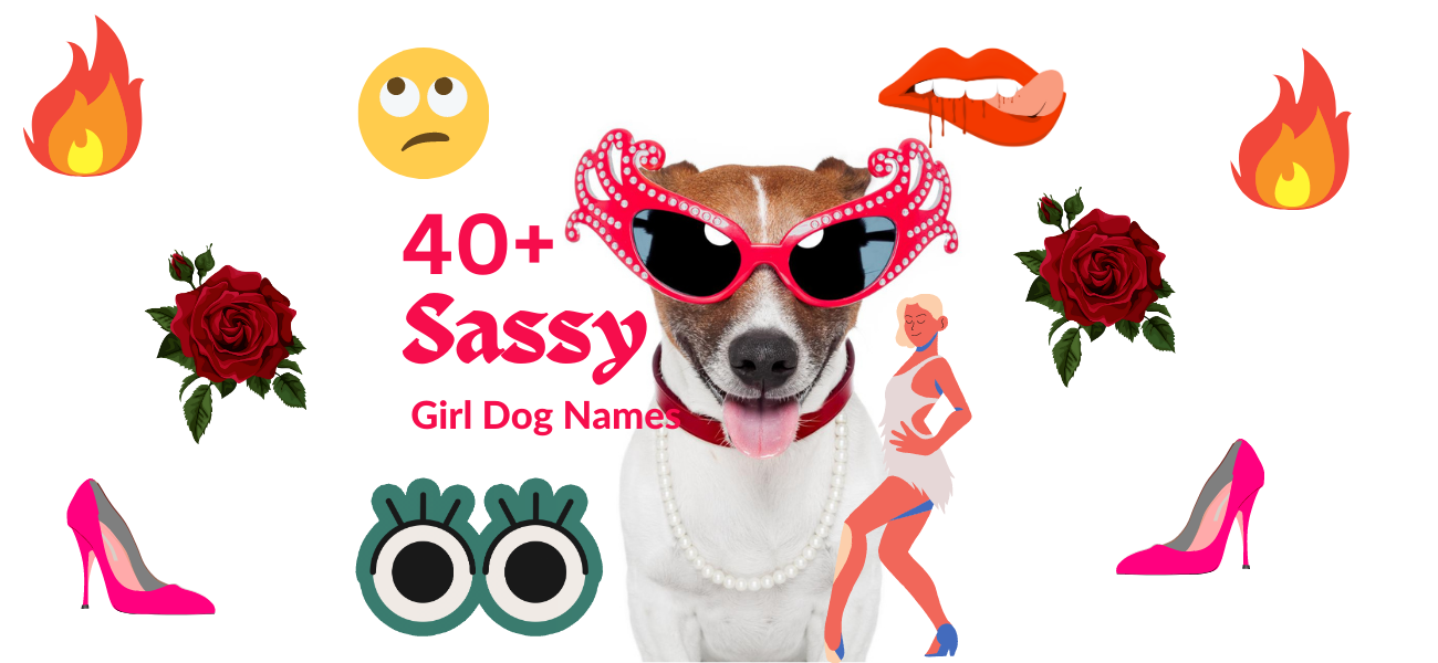 Sassy Girl Dog Names 40+ Ideas for Your New Puppy