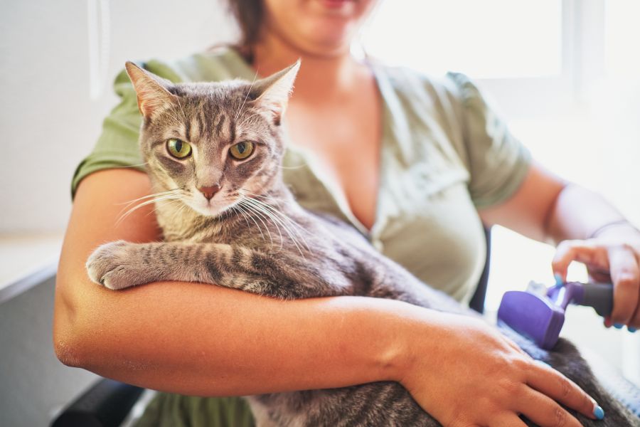 Spanish Cat Names And Meanings For Males Females PetsTime spanish-cat-names-325-exotic-names-for-your-fabulous-cat