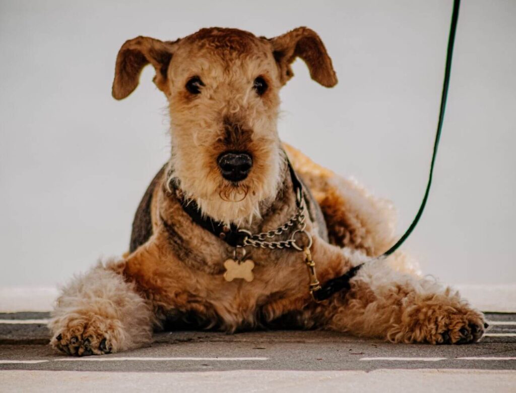 Terrier Dog Breeds & Their Characteristics - PetsTime