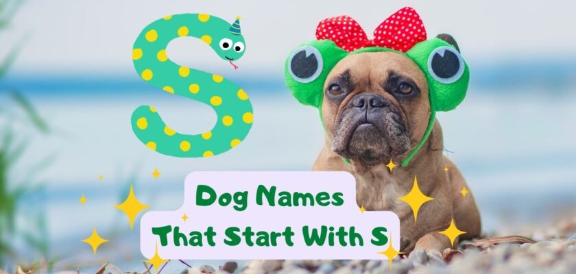 Dog Names That Start With S