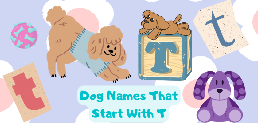 Dog Names That Start With T