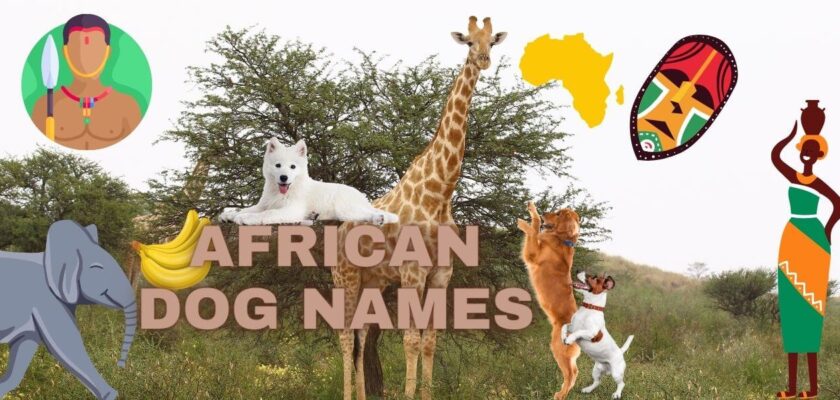 african dog names