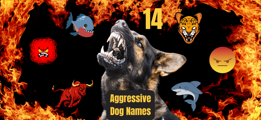 aggressive-dog-names-ideas-for-tough-fierce-puppies