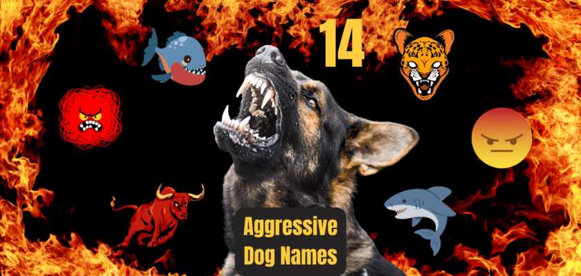 aggressive dog names