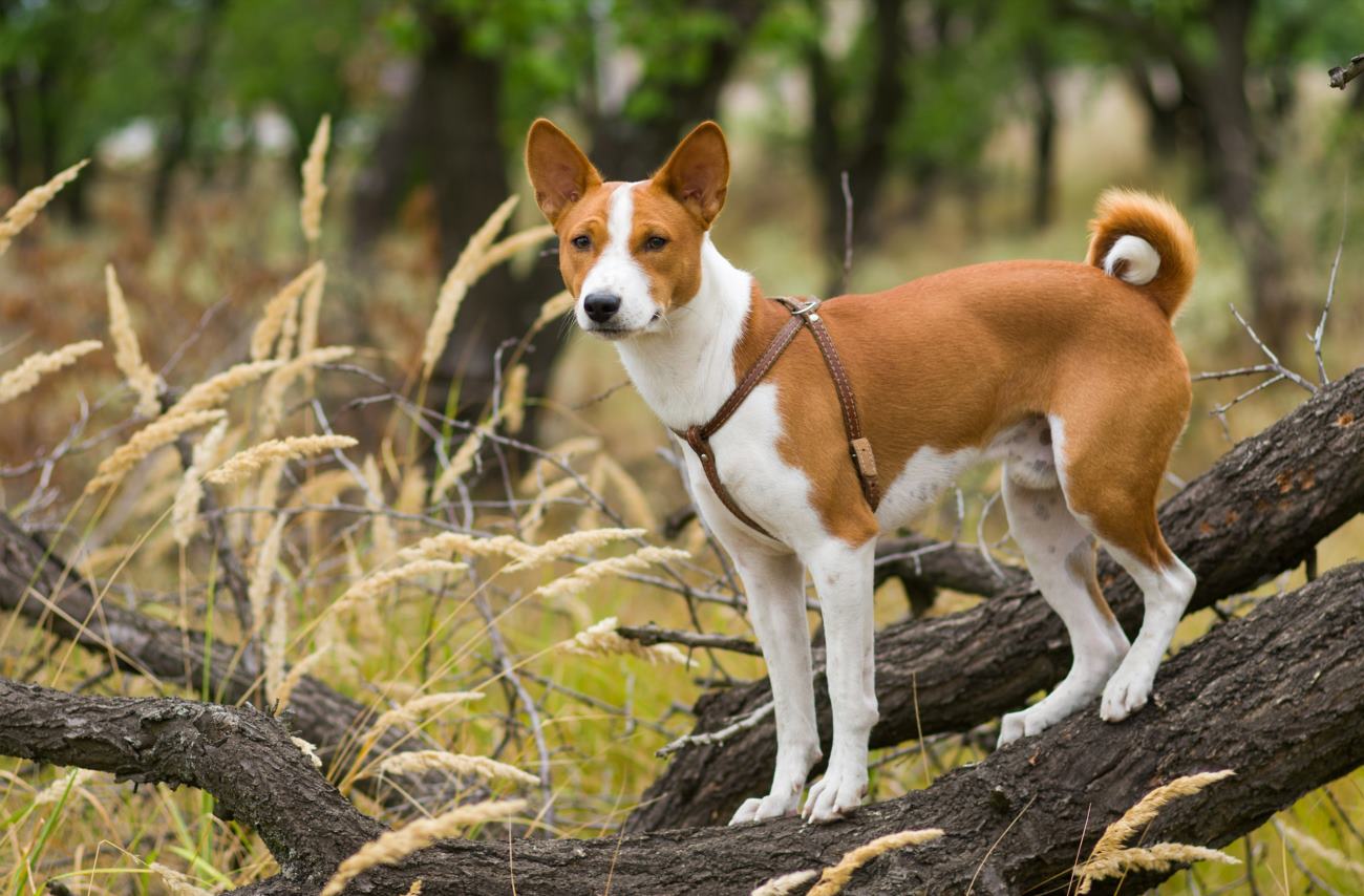 Basenji visual data 6