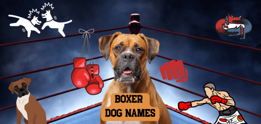 Boxer Dog Names