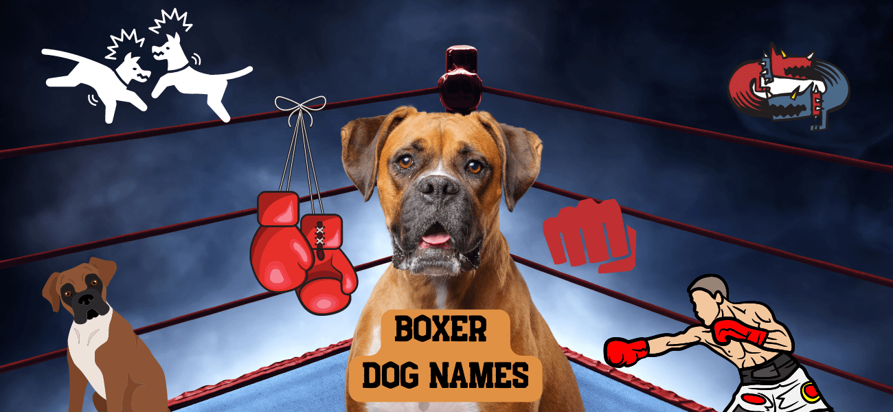 Boxer Dog Names