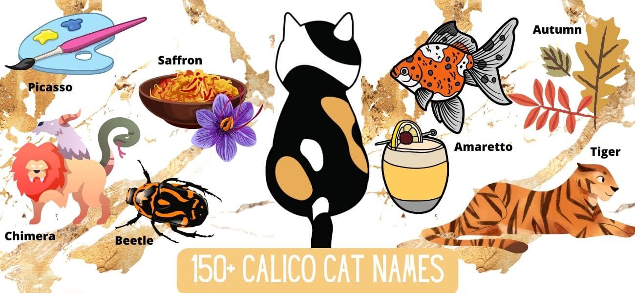 Calico Cat Names Cute and Unique Name Ideas PetsTime