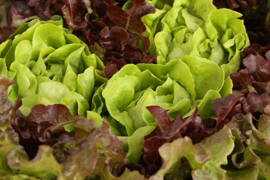 Can Dogs Eat Lettuce - Health Benefits of Lettuce for Dogs