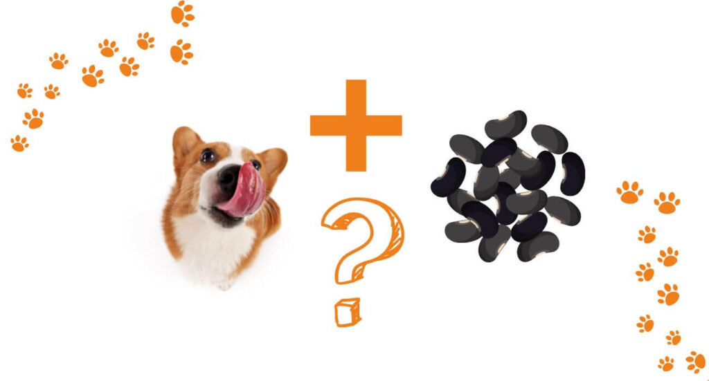 Can Dogs Eat Black Beans? Pros and Cons PetsTime