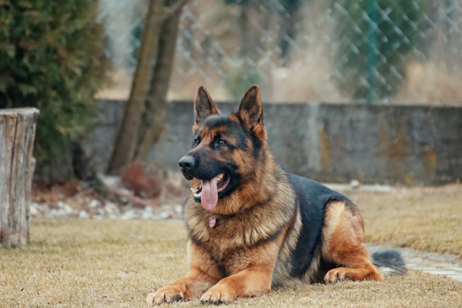 Can Dogs Eat Pepperoni - Will a Pepperoni Slice Kill My Dog?