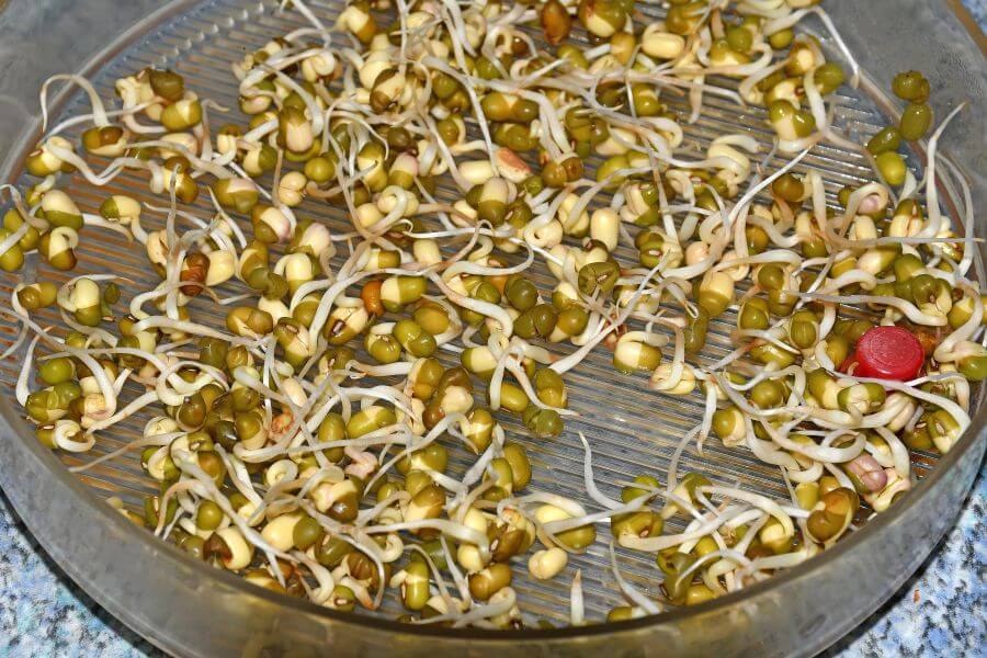 Can Dogs Eat Bean Sprouts - Risks of Feeding Your Dog Bean Sprouts