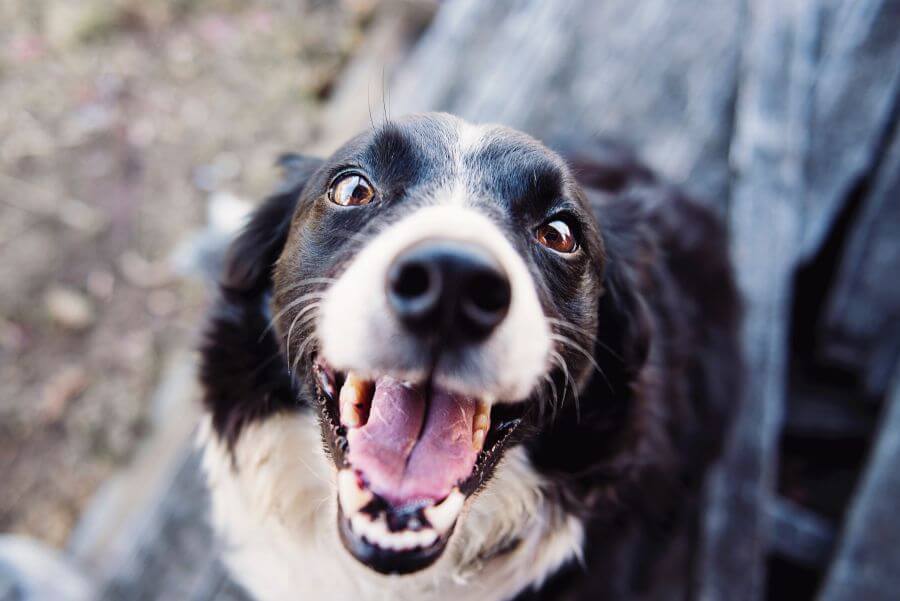Can Dogs Eat Black Beans - How Can I Give My Dog Black Beans Safely?