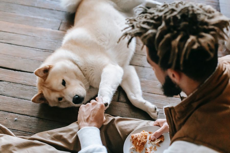 can dogs eat hineydew - How Much Honeydew Can You Give Your Dog?