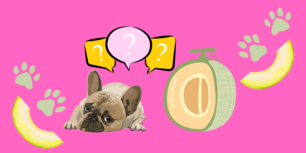 Can Dogs Eat Honeydew Melon or Cantaloupe? PetsTime