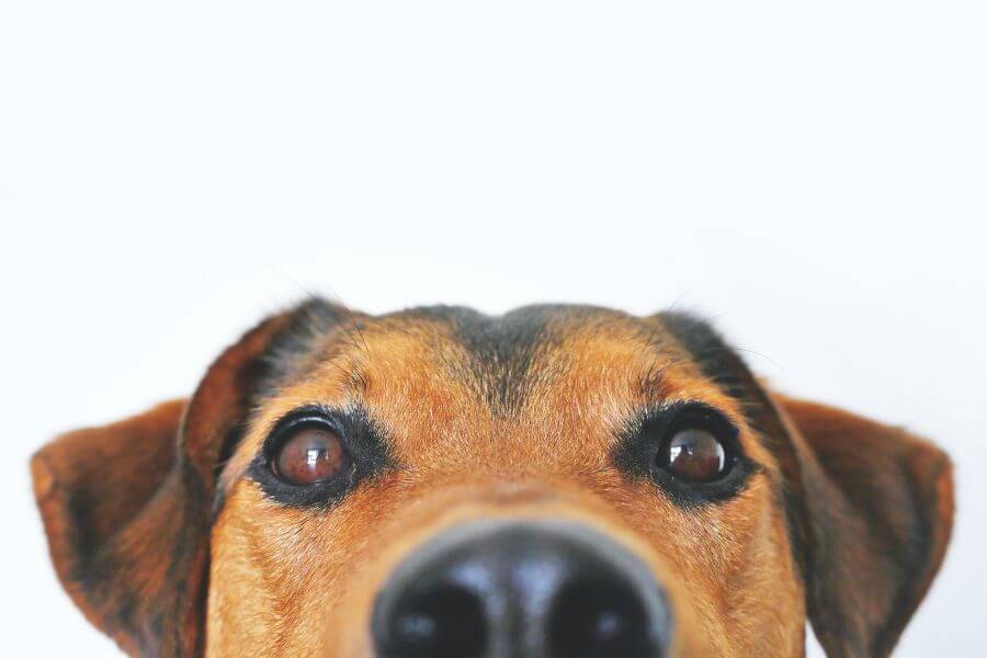 Can dogs eat kale - Can Dogs Eat Kale Safely?