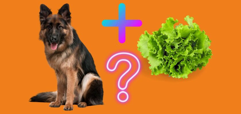 ca dogs eat lettuce