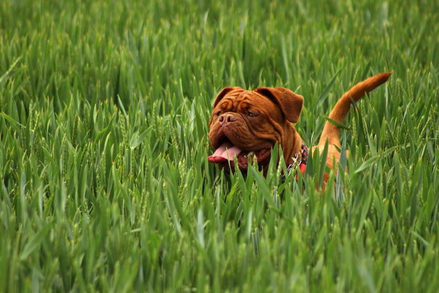 Can Dogs Eat Lettuce - Different Types of Lettuce Have Different Nutritional Values