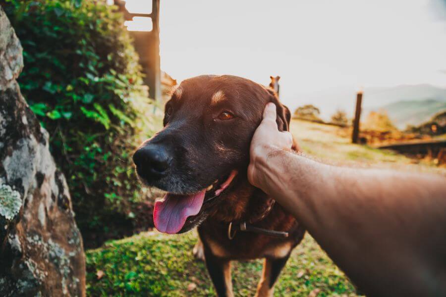 Can Dogs Eat Lettuce - So, Can Dogs Eat Lettuce?