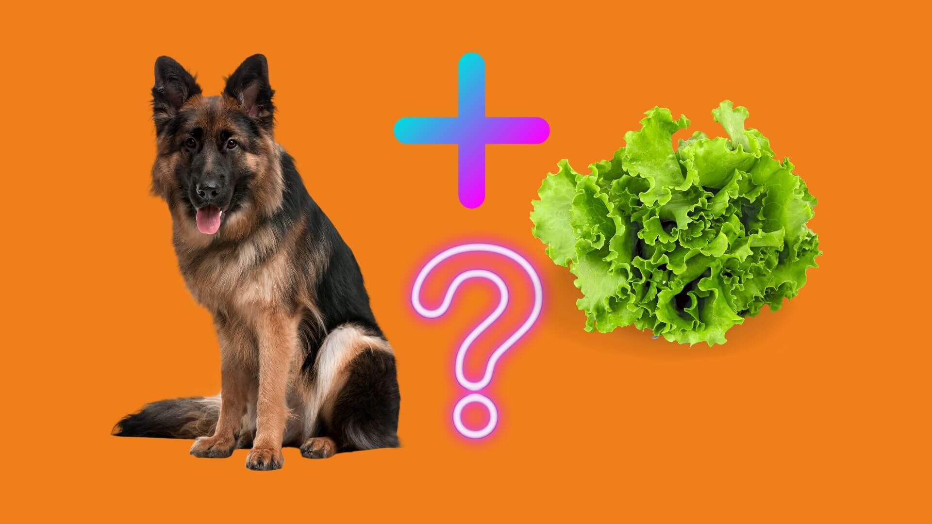 can i feed my dog lettuce