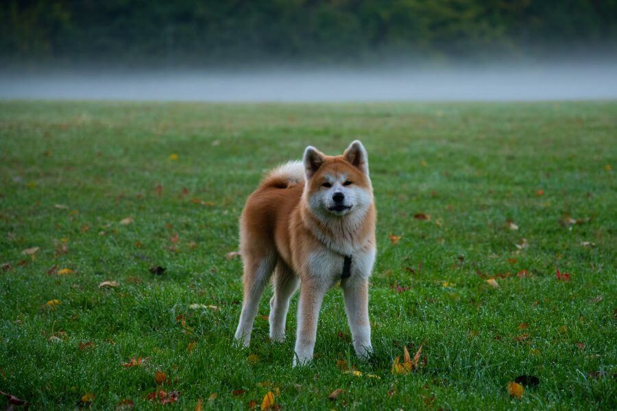 Can Dogs Eat Quinoa - Can Dogs Eat Quinoa? Final Answer