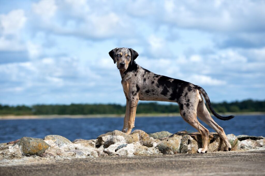 Catahoula Leopard Dog Breed Information
