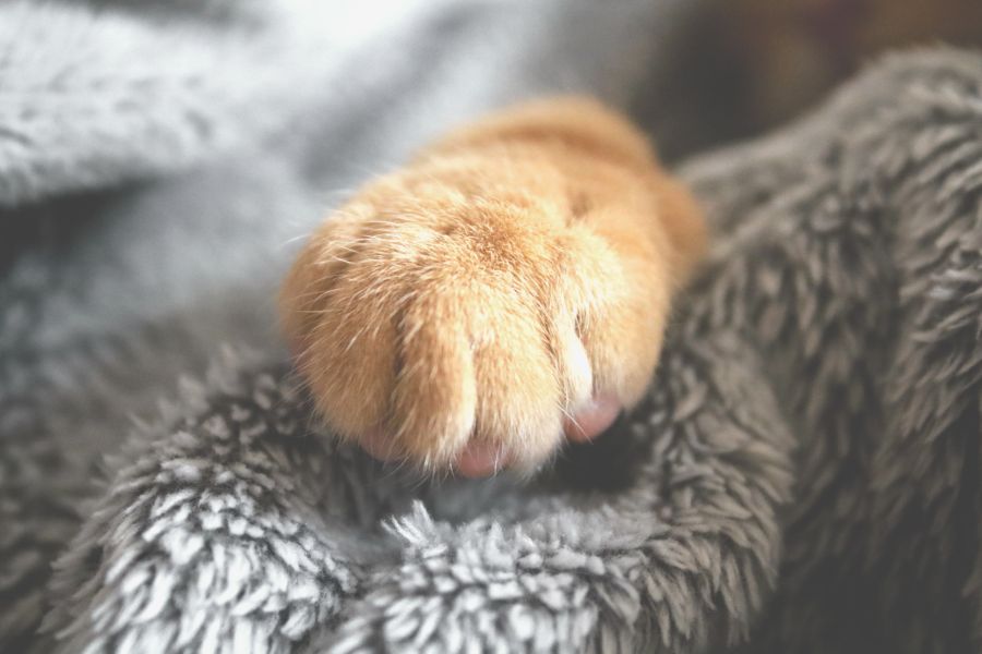 Disney Cat Names - The Aristocats