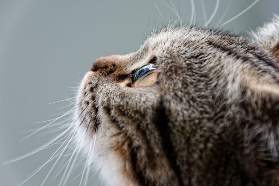 Disney Cat Names - Disney Male Cat Names