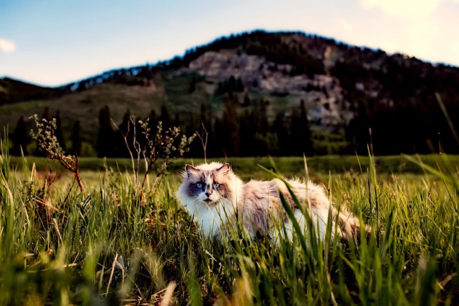 Disney Cat Names - Disney Villain Cat Names