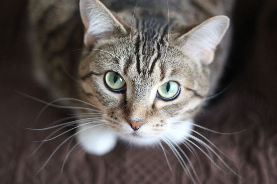 Disney Cat Names - Figaro – A Flagship Disney Cat