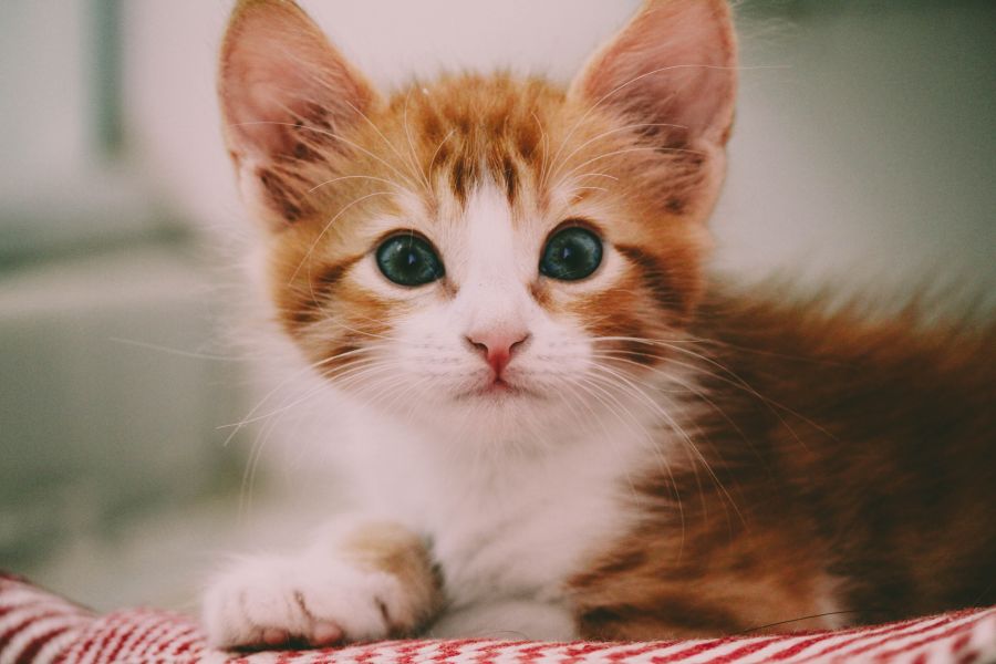Disney Cat Names - Disney Cat Names for a Female Cat Inspired by Disney's Princesses
