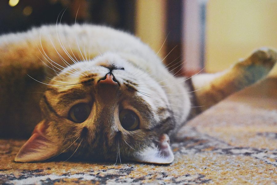 Disney Cat Names - The Lion King