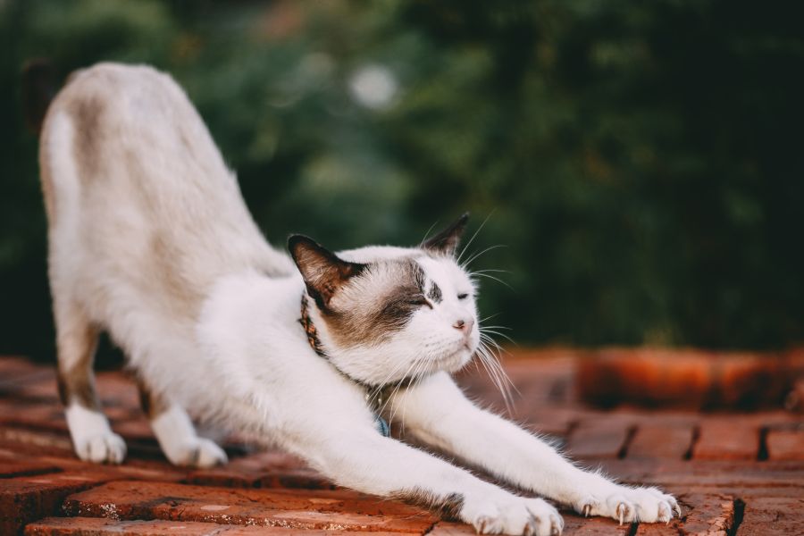 Disney Cat Names - Snow White