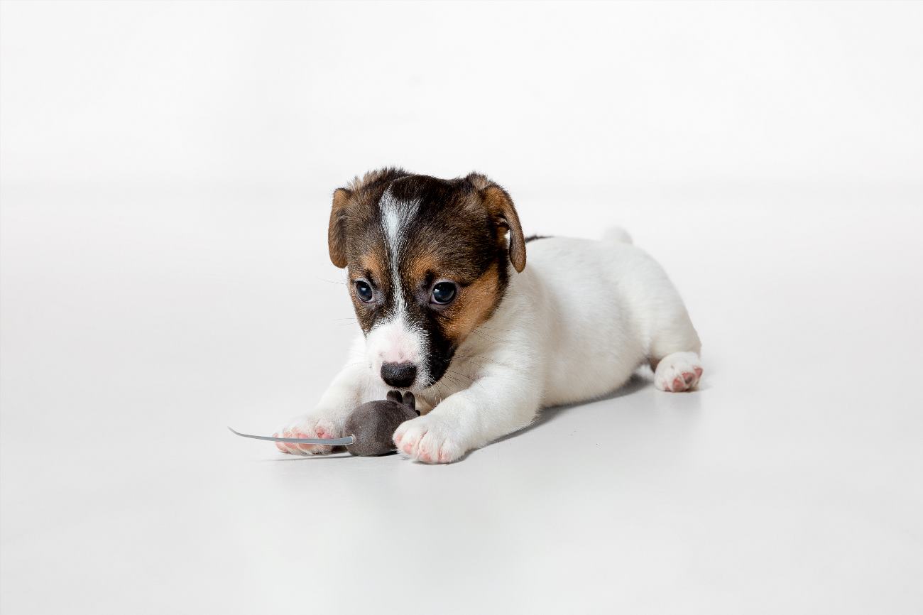Dog Demon Names Unusual Badass Dog Names