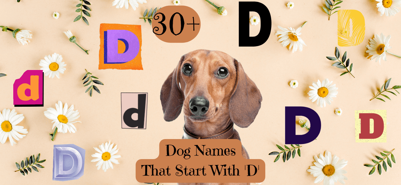 dog-names-that-start-with-d-30-best-ideas