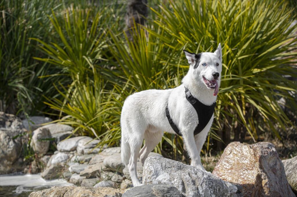 dog-names-that-start-with-p-top-ideas