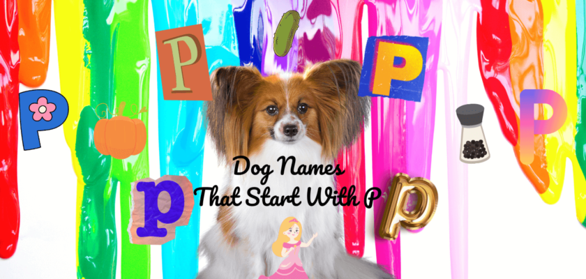 dog names that start with p