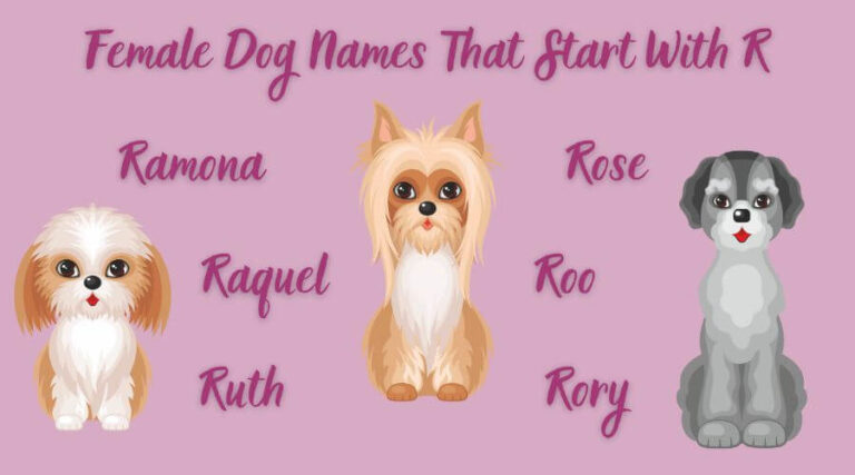 Dog Names That Start With R: Best Ideas