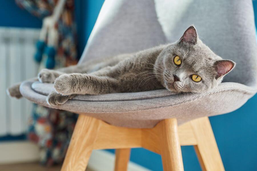 Grey Cat Names - Best Gray Cat Names for Female Cats