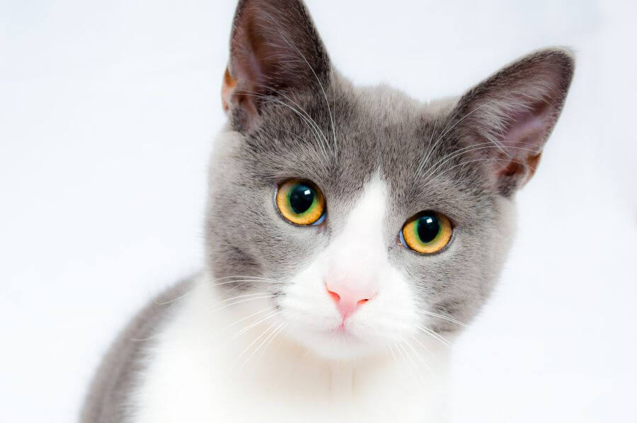 Grey Cat Names - Best Gray Male Cat Names