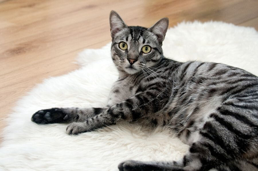 Grey Cat Names - How to Find the Best Name for Your New Gray Kitten