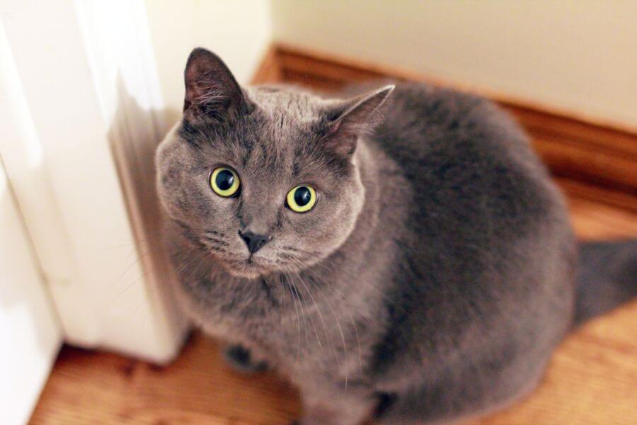 Grey Cat Names - Nature-Inspired Names for Gray Cats