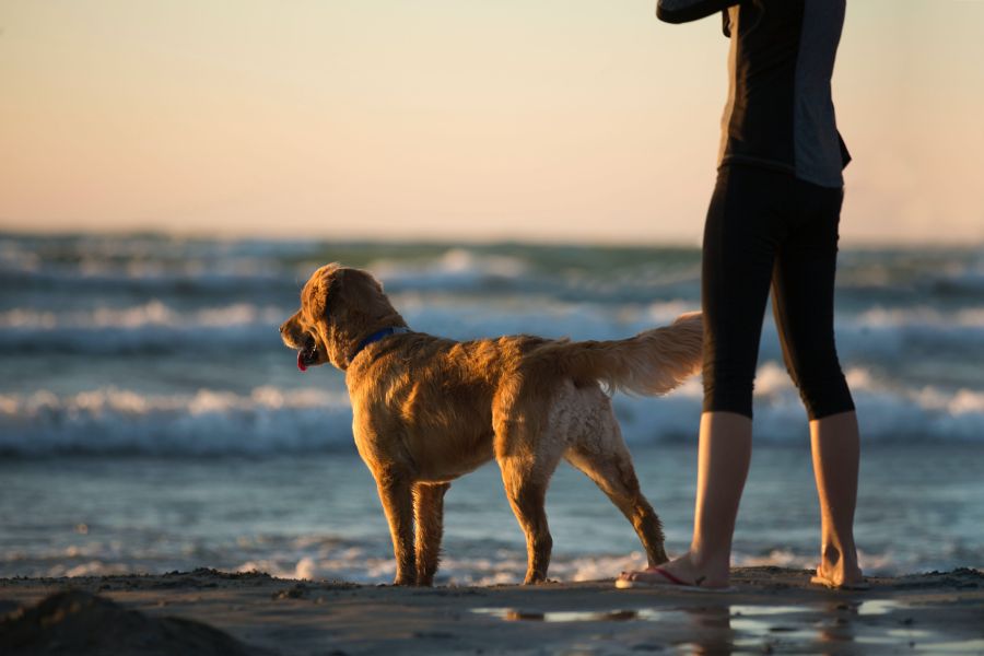Hawaiian Dog Names - Female Hawaiian Dog Names With Meanings