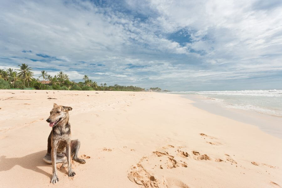 Hawaiian Dog Names - Male Hawaiian Dog Names With Meanings