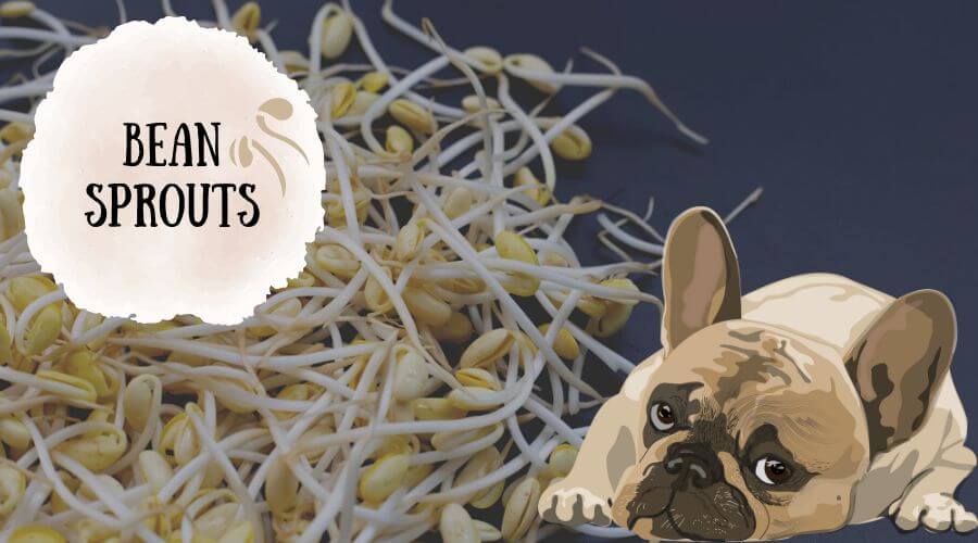 can dogs have bean sprouts