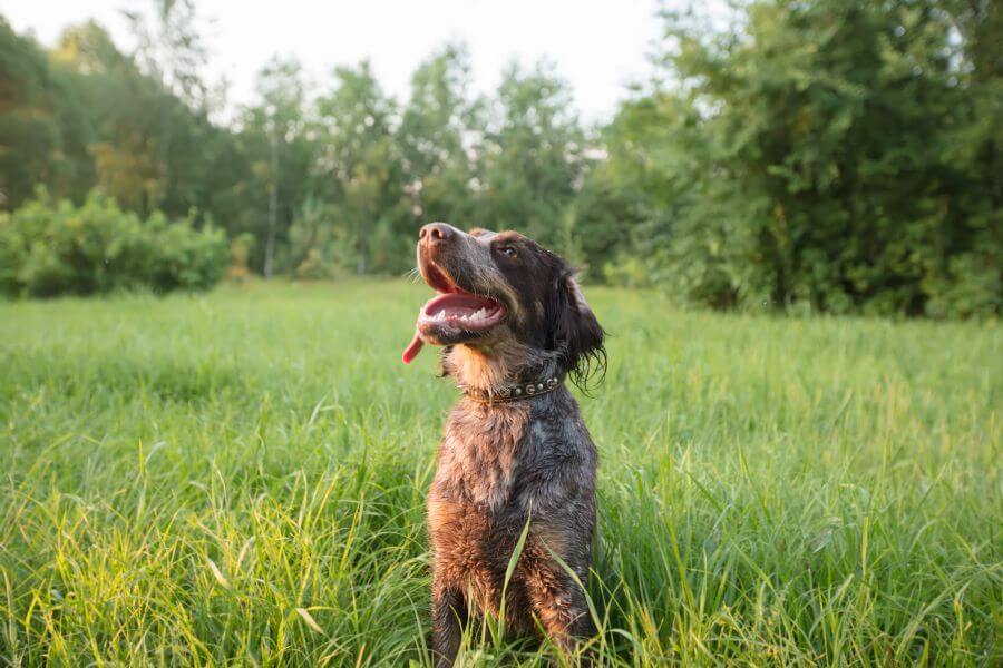Irish Dog Names for Your New Pup PetsTime