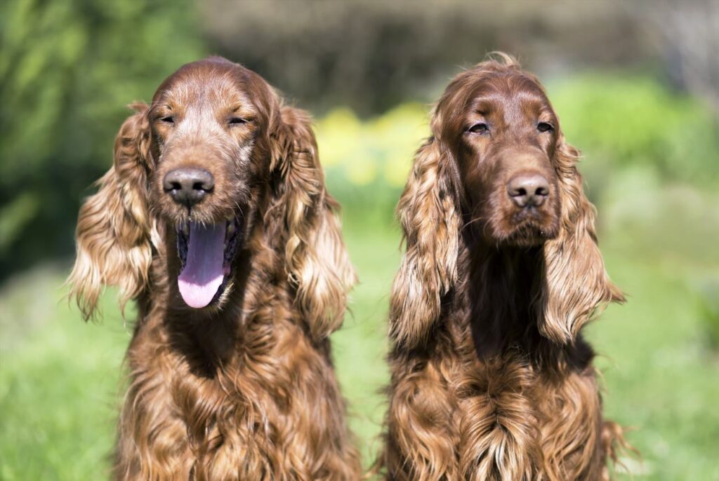Irish Setter Dog Breed Information